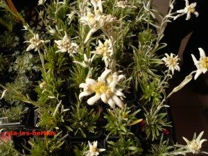 edelweiss-300x225